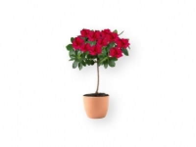 Azalea en copa 3.99 €