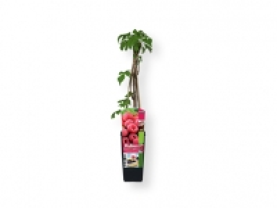 Arbusto frutos del bosque 3.99 €