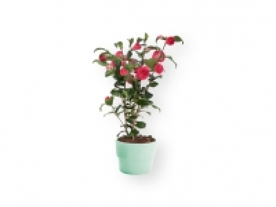 Camelia 9.99 €