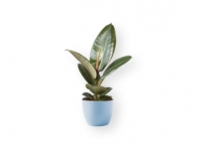Plantas verdes 2.99 €