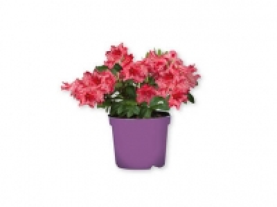 Rododendro 3.99 €