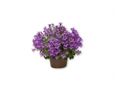 Campanula 2.99 €
