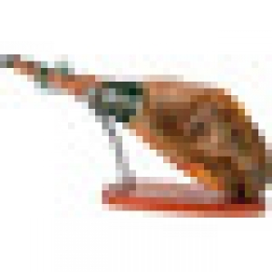 SIERRA LEALES jamón de cebo ibérico 50% raza ibérica pieza 8 139.00 €