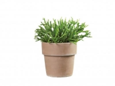 Lidl  Rhipsalis terracota