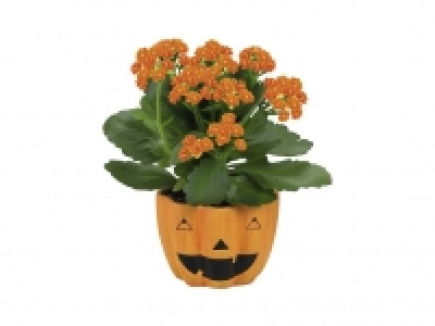 Lidl  Planta en calabaza de Halloween