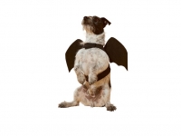Lidl  Disfraz de murciélago Halloween para perro