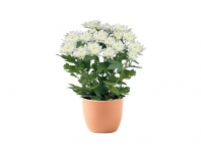 Crisantemo 1.49 €