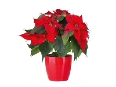 Flor de pascua 2.99 €