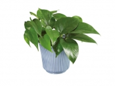 Plantas verdes 3.99 €