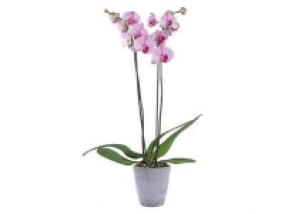 Orquídea 2 varas 7.99 €