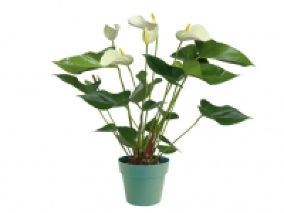 Anturio 5.99 €
