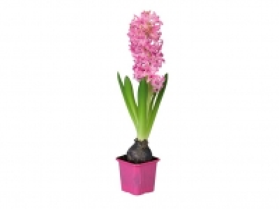 Jacinto 0.99 €