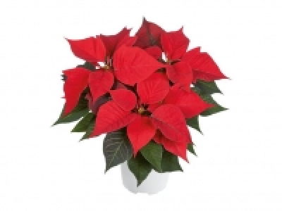 Flor de Pascua 1.99 €