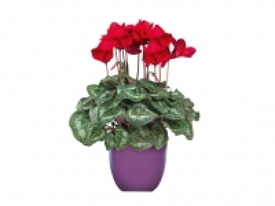 Ciclamen 2.99 €