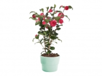 Camelia 8.99 €