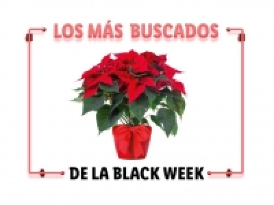 Flor de pascua XL 6.99 €