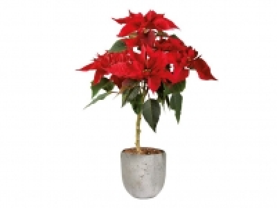 Flor de Pascua en copa 6.99 €