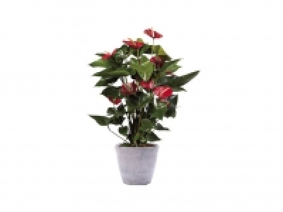 Anturio 8.99 €
