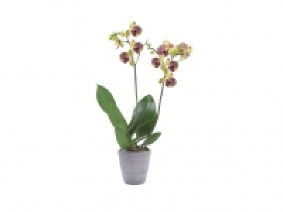 Orquídea de 2 tallos 7.99 €