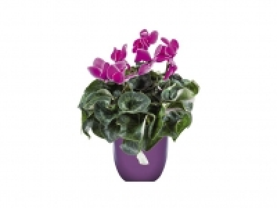 Ciclamen 2.49 €