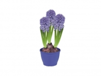 Jacinto 1.99 €