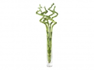 Lucky bamboo 0.99 €