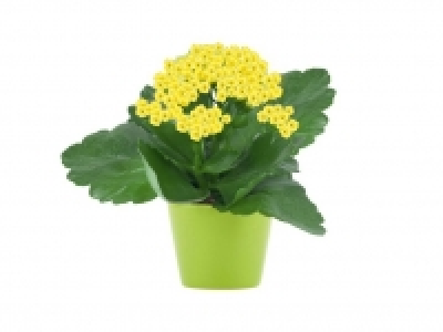 Mini Kalanchoe 1.00 €