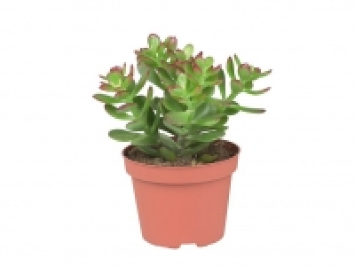 Suculentas 1.99 €