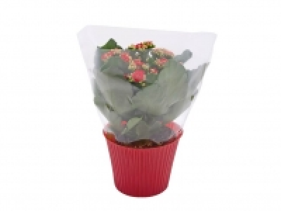 Kalanchoe 2.49 €