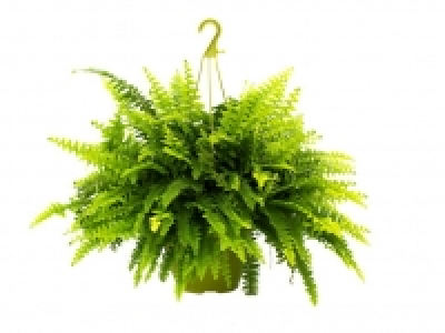 Planta verde colgante 3.99 €