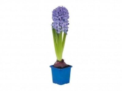 Jacinto 1.00 €