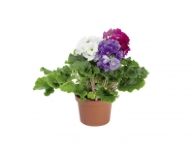 Prímula obcónica 3.99 €