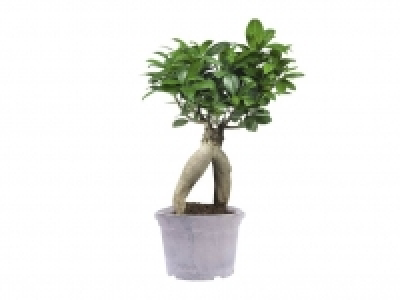 Ficus Ginseng 6.99 €