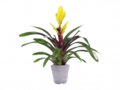 Guzmania 4.99 €