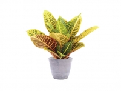 Croton Petra 3.99 €