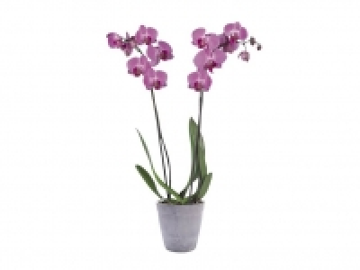 Lidl  Orquídea 2 tallos