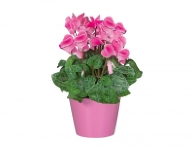 Ciclamen y azalea 3.99 €