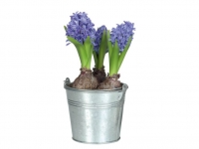Bulbos 1.99 €