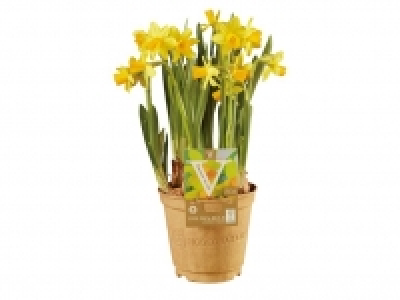 Bulbos 2.99 €
