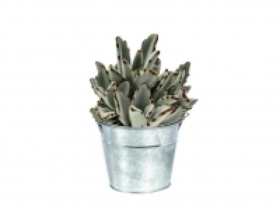 Suculentas 3.99 €