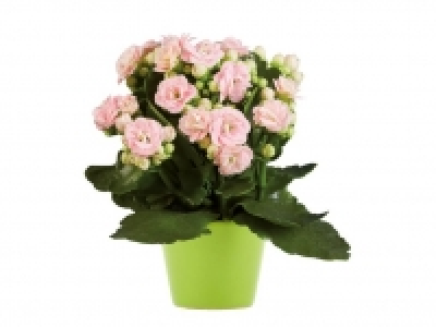 Mini Kalanchoe 0.99 €