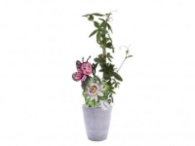 Lidl  Plantas trepadoras