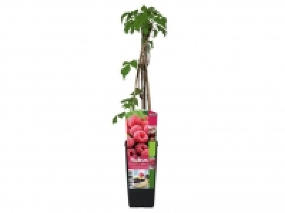 Arbusto frutos del bosque 3.99 €