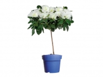 Azalea copa 3.99 €