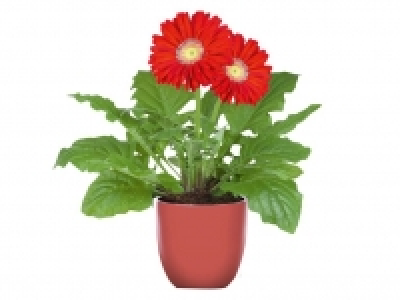 Planta con flor 2.99 €