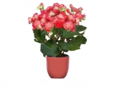 Begonia 2.99 €
