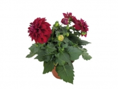 Dahlia 2.99 €