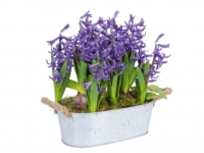 Jacinto 5.99 €