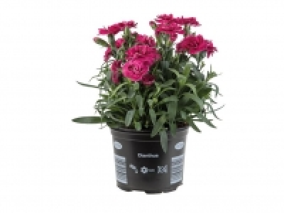 Clavel 1.99 €