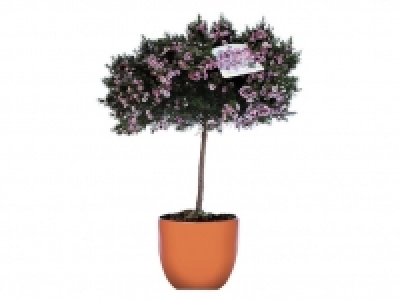 Flor de cera en copa 9.99 €
